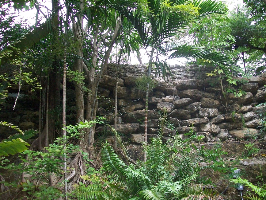 picture of ferns and palms